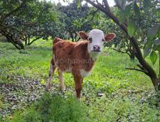 Телёнок  3 месяца  кушает  всё  подряд , Дранда  село  шаумяновка 