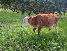 Телёнок  3 месяца  кушает  всё  подряд , Дранда  село  шаумяновка 