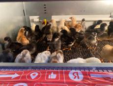 Продаются куры мясо-яичной породы смесь брамы и плимутрока 