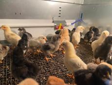 Продаются куры мясо-яичной породы смесь брамы и плимутрока 