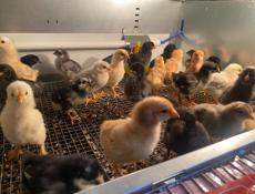 Продаются куры мясо-яичной породы смесь брамы и плимутрока 