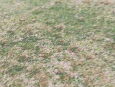 Саженцы Фруктов 