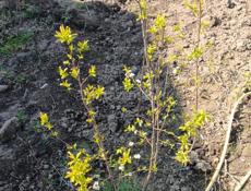 Саженцы Фруктов 