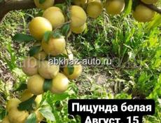 Саженцы Фруктов 