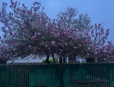 Молодой семье нужен дом в аренду. дети нети  по месяч 10.000-15000 