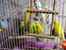 Попугай волнистый