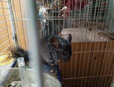 Попугай волнистый