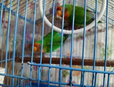 Попугай волнистый