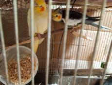 Попугай волнистый