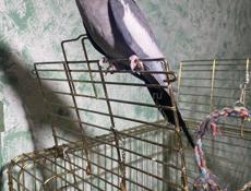 Карелла говорящий