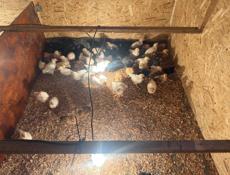 цыплята, цеплята, циплята