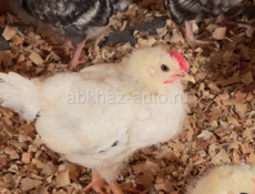 цыплята, цеплята, циплята