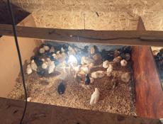 цыплята, цеплята, циплята