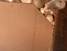 цыплята, цеплята, циплята