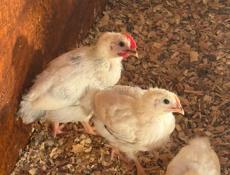 цыплята, цеплята, циплята