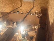 цыплята, цеплята, циплята