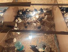 цыплята, цеплята, циплята