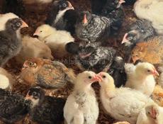 цыплята, цеплята, циплята