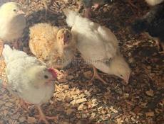 цыплята, цеплята, циплята