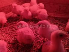 Продам породистых цыплят