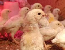 Продам породистых цыплят