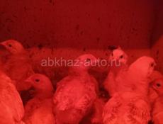 Продам породистых цыплят