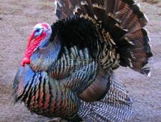 Продается индюк 