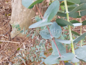 Эвкалипт серебристый продаю пучок 250 рублей,