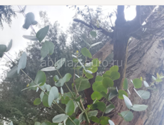 Эвкалипт серебристый продаю пучок 250 рублей,