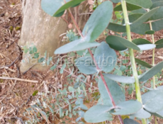 Эвкалипт серебристый продаю пучок 250 рублей,