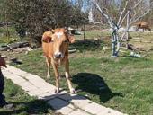 Продам корову должна отелиться