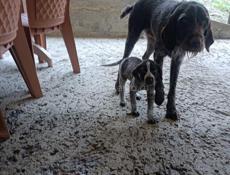 Продается дратхаар!