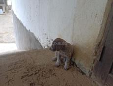 Продается дратхаар!