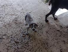 Продается дратхаар!