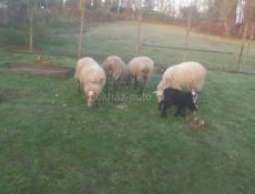 Овцы,бараны