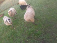 Овцы,бараны