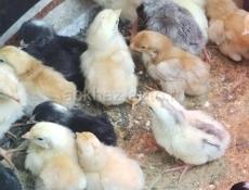 Цыплята 