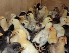 Цыплята домашняя помесь