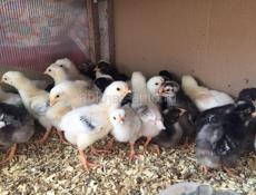 Цыплята домашняя помесь