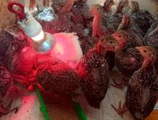 Продаются индюшата породы северокавказская бронза