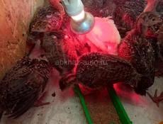 Продаются индюшата породы северокавказская бронза