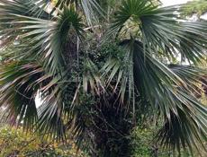 Участок на маяке