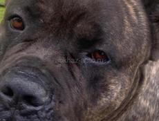 Открыта бронь щенки Коне корсо