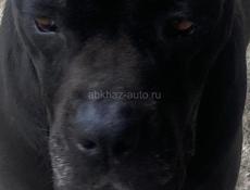 Открыта бронь щенки Коне корсо