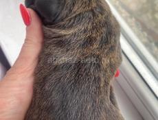 Открыта бронь щенки Коне корсо