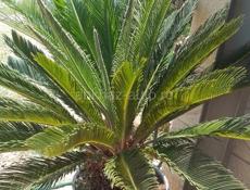 Продаю королевская саговая пальма 