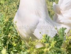 2 белых петуха на Курбан по 2 т 