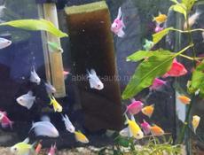 Аквариумные рыбки 