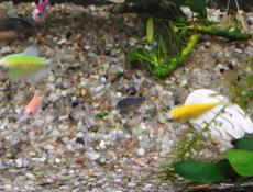 Аквариумные рыбки 