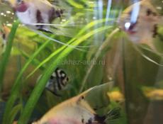 Аквариумные рыбки 